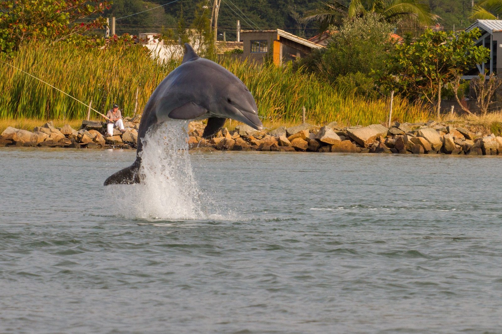 Boto saltando na água junto à costa rochosa, pescador à margem